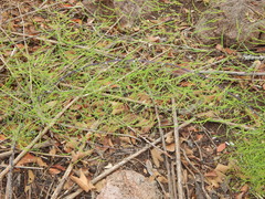 Asparagus