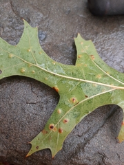 Taphrina caerulescens