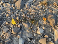 Oenothera lavandulifolia