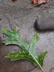 Taphrina caerulescens