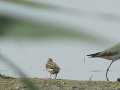 Calidris minutilla