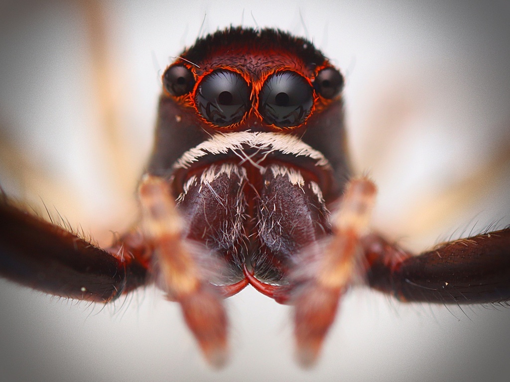 Bronze hopper from Kaeo, New Zealand on November 01, 2022 at 1259 AM by Tom · iNaturalist