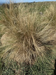 Poa cita