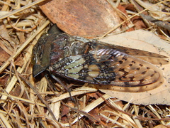 Ioba leopardina