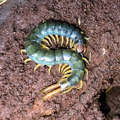 Cormocephalus westwoodi