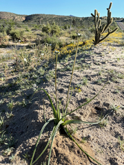 Triteleiopsis palmeri