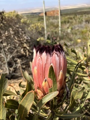 Protea neriifolia