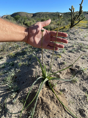 Triteleiopsis palmeri