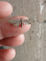 Euacidalia brownsvillea