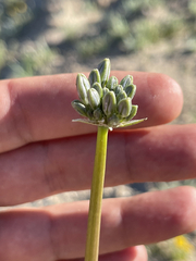 Triteleiopsis palmeri