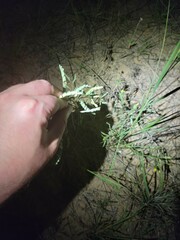 Phyllanthus abnormis abnormis