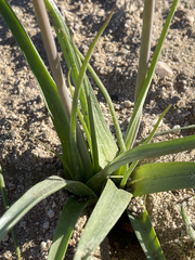 Triteleiopsis palmeri