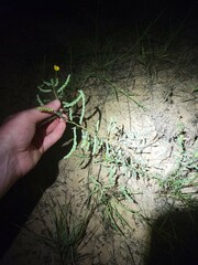 Phyllanthus abnormis abnormis