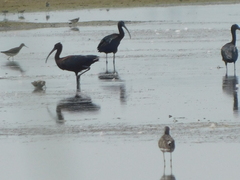 Charadrius semipalmatus