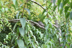 Caprimulgus jotaka