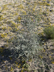 Psorothamnus emoryi