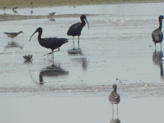 Charadrius semipalmatus