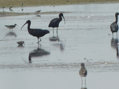 Charadrius semipalmatus