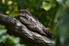 Caprimulgus jotaka