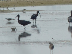 Charadrius semipalmatus