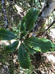 Ilex tugitakayamensis