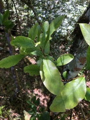 Ilex tugitakayamensis