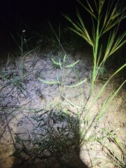 Phyllanthus abnormis abnormis