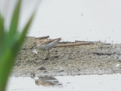 Calidris pusilla