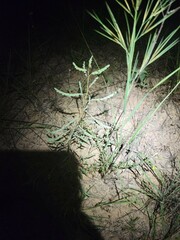 Phyllanthus abnormis abnormis