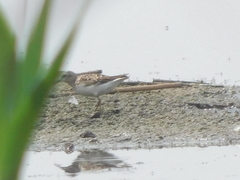 Calidris pusilla