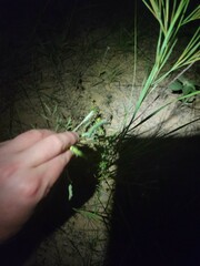 Phyllanthus abnormis abnormis