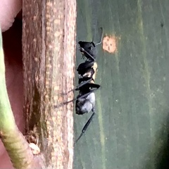 Polyrhachis ornata