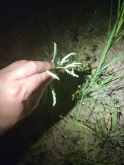 Phyllanthus abnormis abnormis