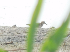 Calidris pusilla