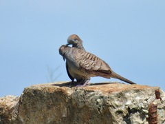 Geopelia striata