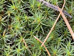 Polytrichum