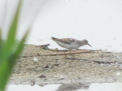 Calidris pusilla