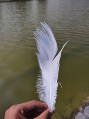 Ardea alba
