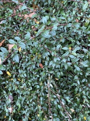 Cotoneaster