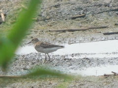 Calidris pusilla