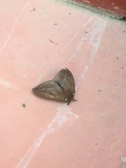 Automeris naranja