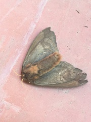 Automeris naranja