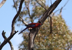 Platycercus elegans elegans