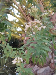 Stevia