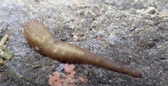 Helobdella