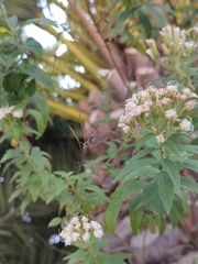 Stevia