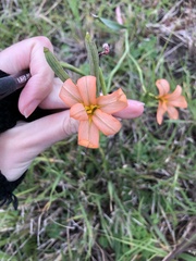 Moraea flaccida