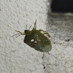 Nezara viridula