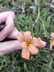 Moraea flaccida