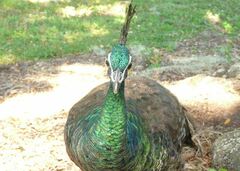 Pavo